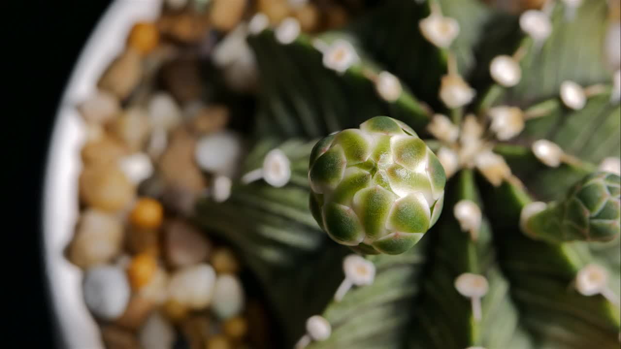 仙人掌花开花，小仙人掌在花盆里。视频素材