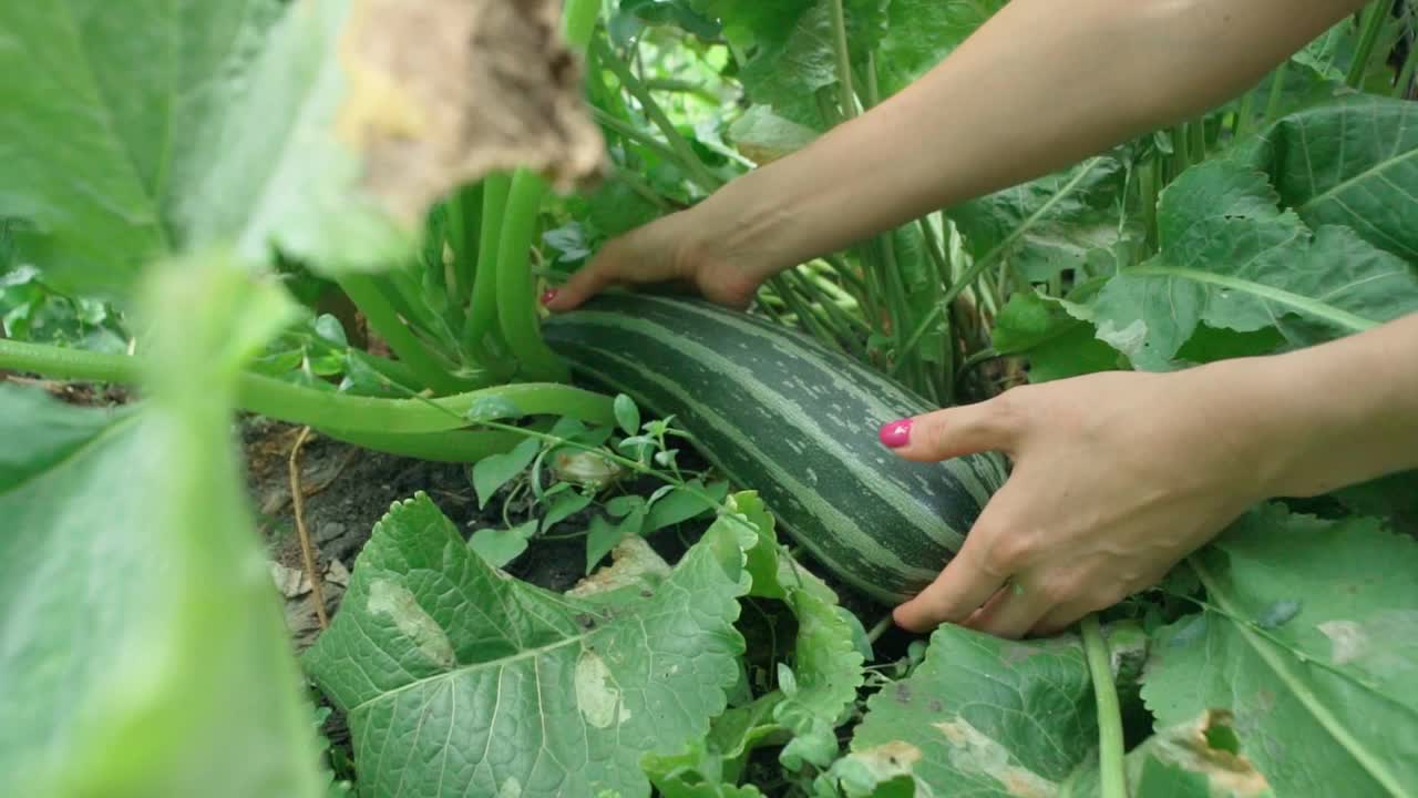 农民在花园里收获西葫芦，新鲜的农场蔬菜，在有机农场收获视频素材