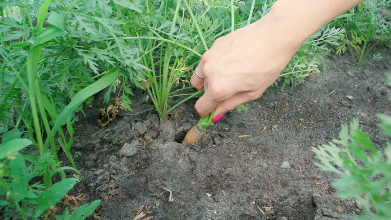 农民在田野里采摘胡萝卜，菜园里有机蔬菜，秋收。慢动作视频素材