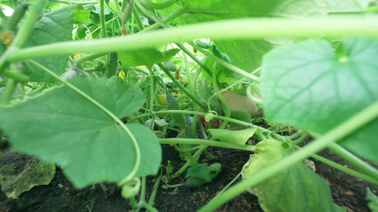 收获成熟的黄瓜。健康食品。种植有机食品和蔬菜。水培法在农业。视频素材