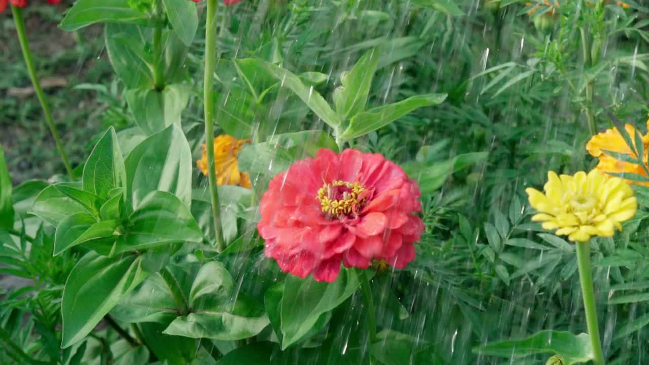 浇水百日草红花近。爱护花草。种花视频素材