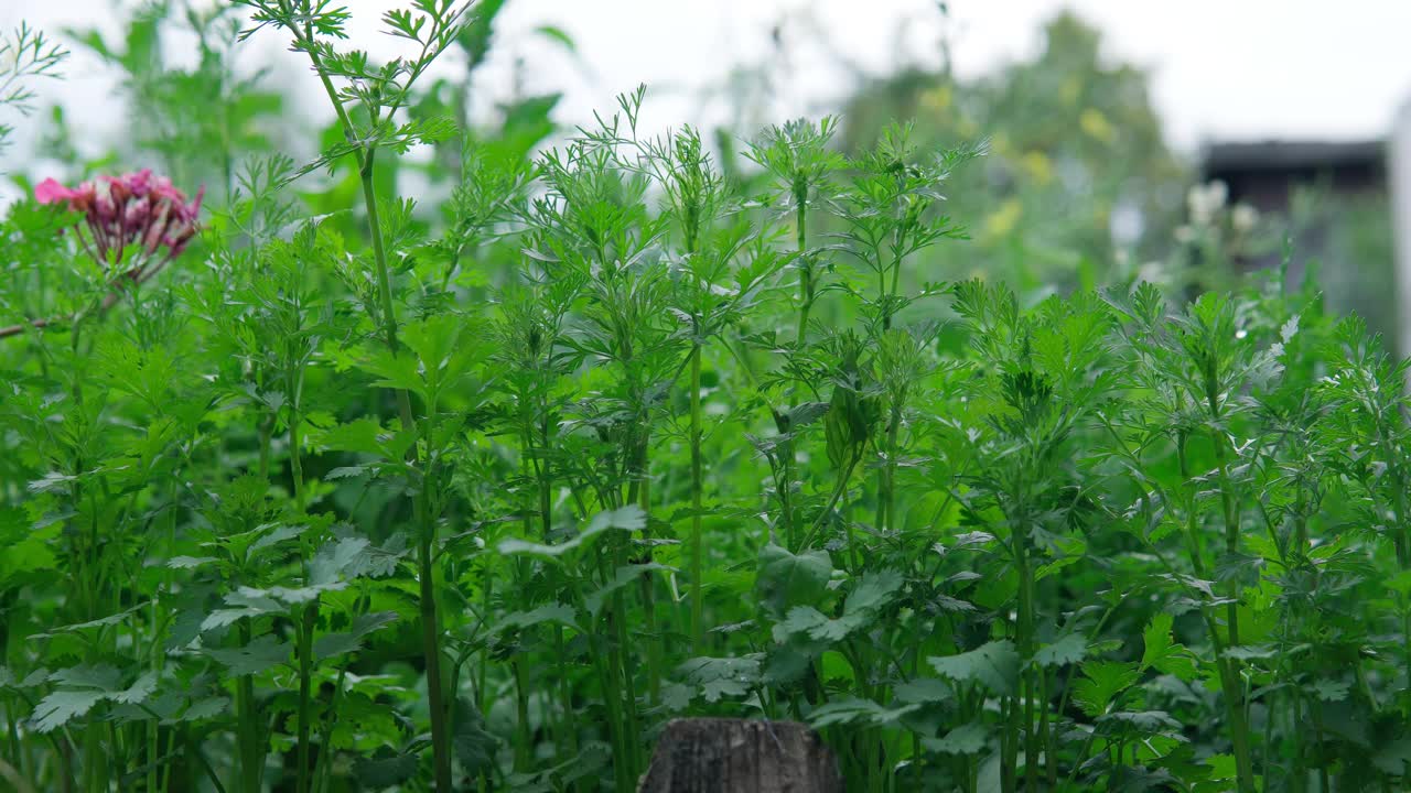 园艺和农业概念胡荽收获。纯素食的本土食品生产。视频素材