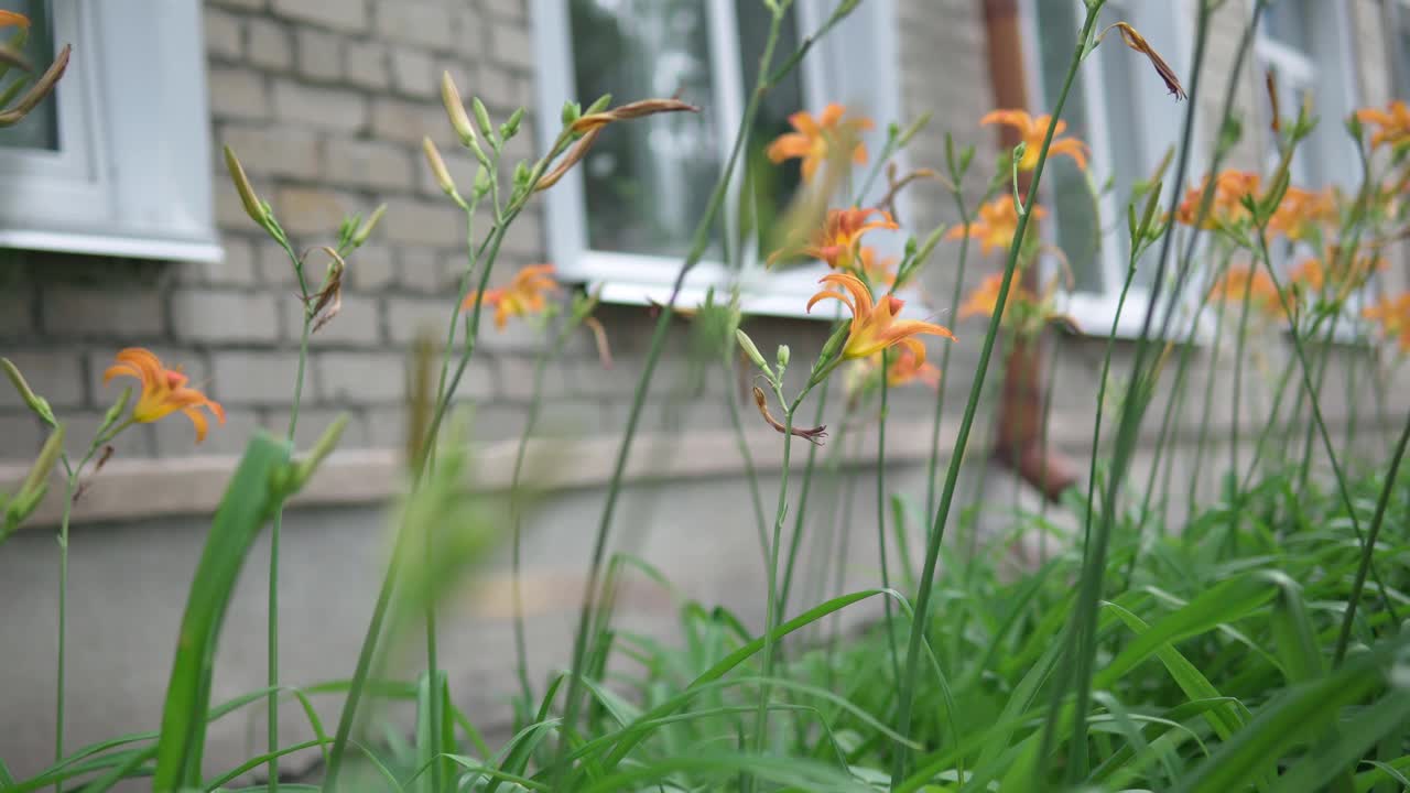 特写的橙虎百合百合盛开在绿色的花园背景。有选择性的重点视频素材