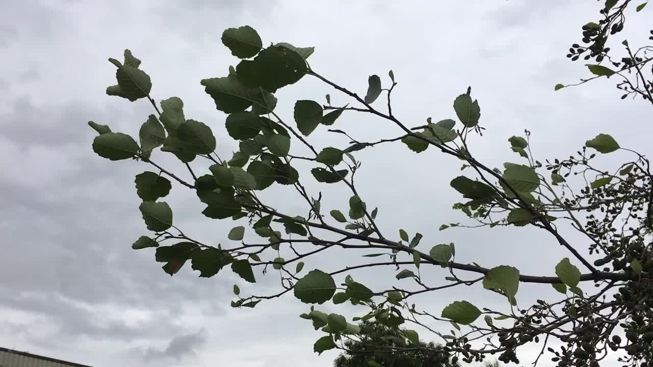 普通桤木(桤木)-树枝，叶子和球果视频素材