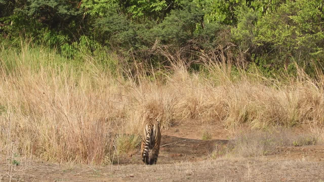 在印度拉贾斯坦邦的ranthambore国家公园或老虎保护区，野生皇家孟加拉虎在领土标记期间漫步的广角镜头和背面视频素材