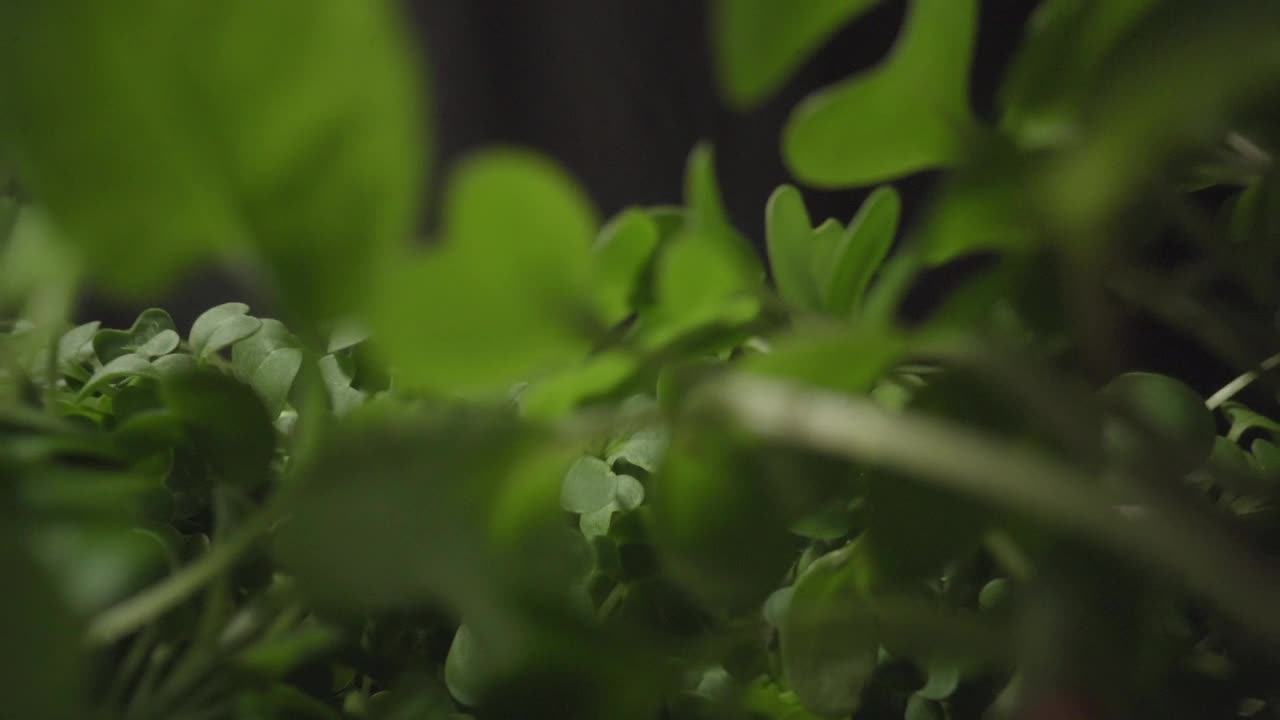 微绿色萌发新鲜绿芽生长植物许多栽培植物视频素材