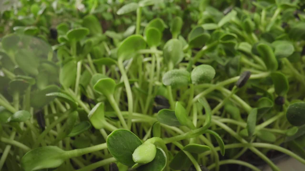 微绿色萌发新鲜绿芽生长植物许多栽培植物视频素材