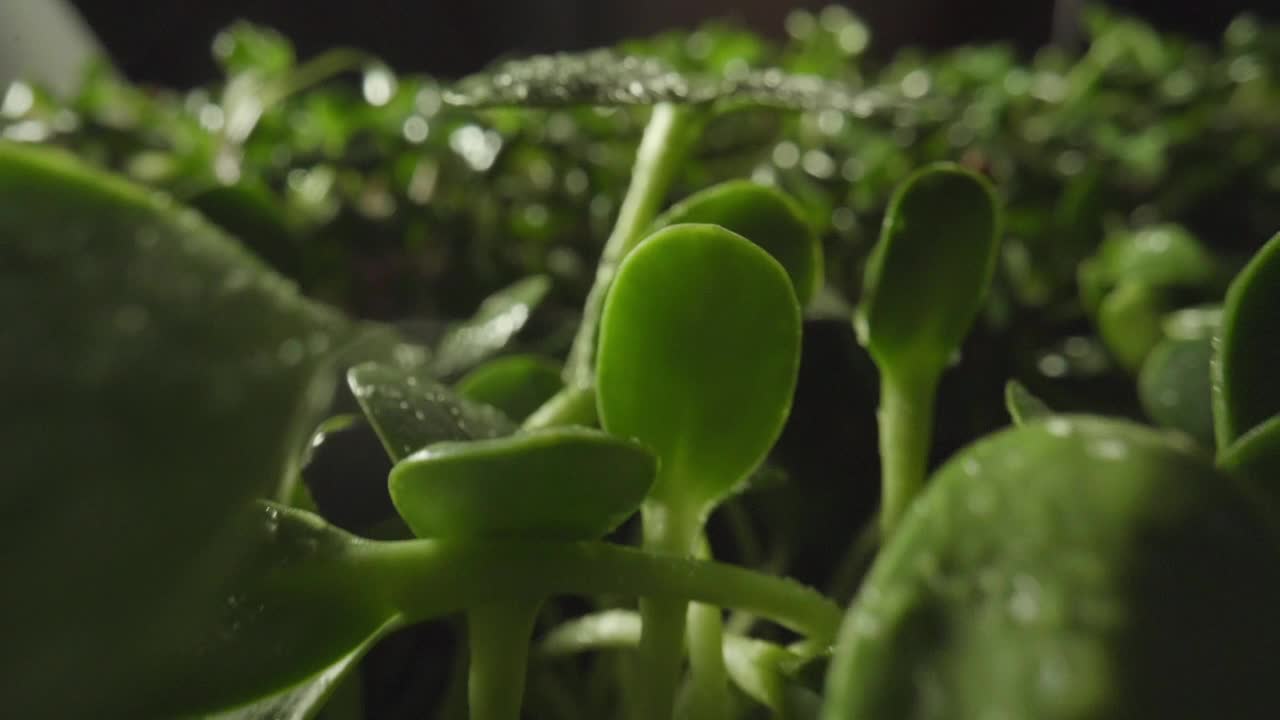 新鲜绿芽自然春天季节园艺农业食品大角度视频素材