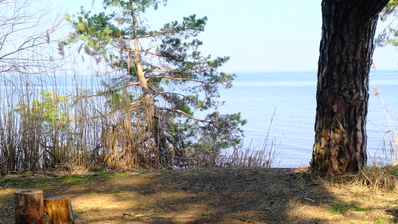 背着背包的女游客正在一个巨大的湖泊或河流岸边的森林中进行徒步旅行。它靠近池塘的边缘，在阳光明媚的春天舒展着欣赏风景。4 k视频素材