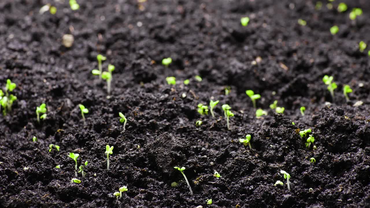 植物生长在春天的时间流逝，4k概念的生命起源。温室农业中新生西洋菜沙拉的种子发芽视频素材