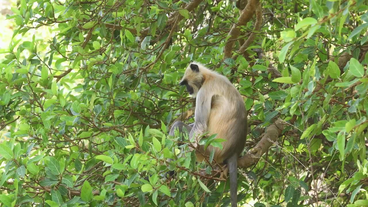 灰色或哈奴曼叶猴或印度叶猴或猴子在树上吃树叶或树叶在ranthambore国家公园或印度拉贾斯坦邦老虎保护区- Semnopithecus视频素材