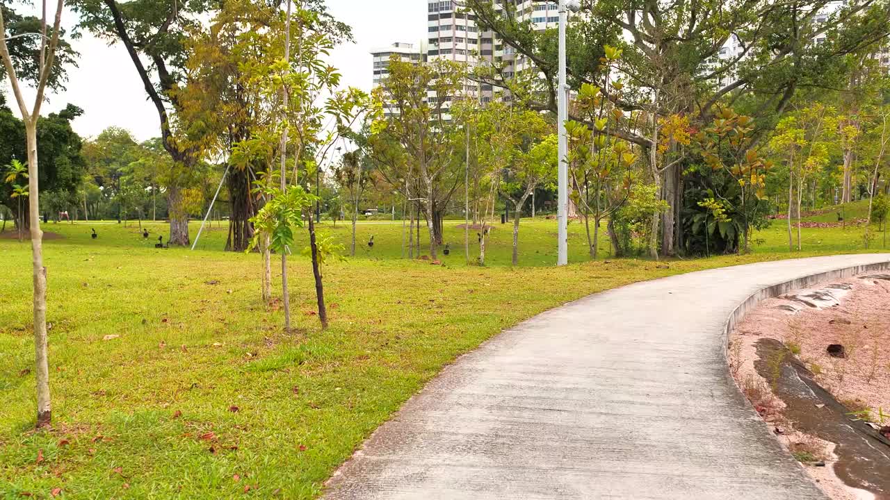 徜徉在绿树丛中视频素材