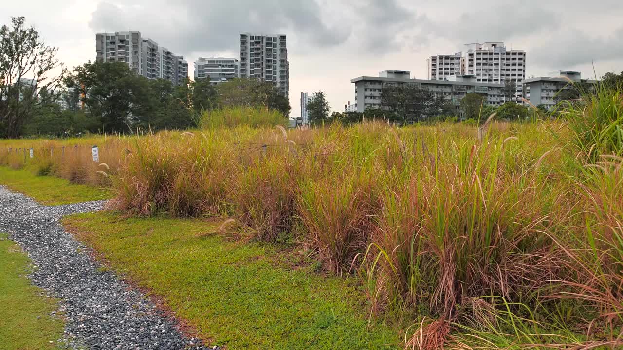 深草地和花园中的房子视频素材