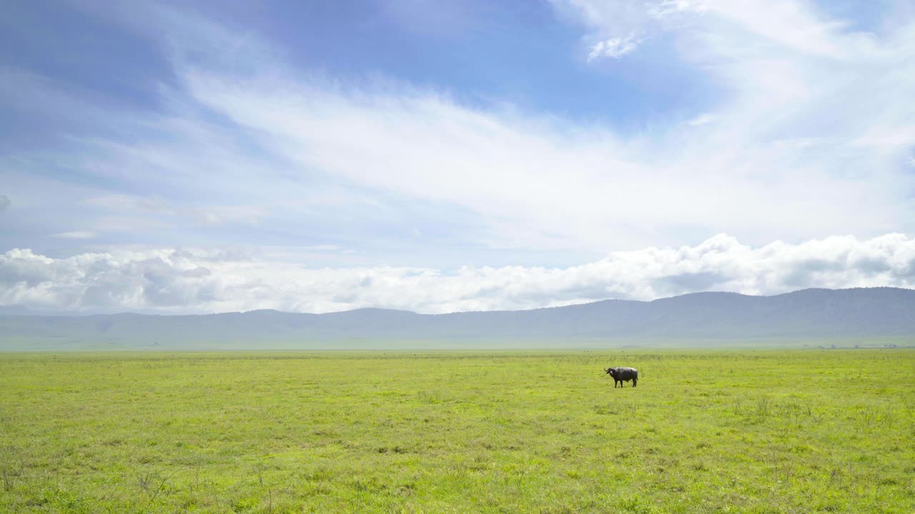 坦桑尼亚恩戈罗戈罗火山口，美丽的天空背景，独自行走的非洲水牛或开普水牛的4K视频。五大游戏成员也被称为“黑死病”视频素材