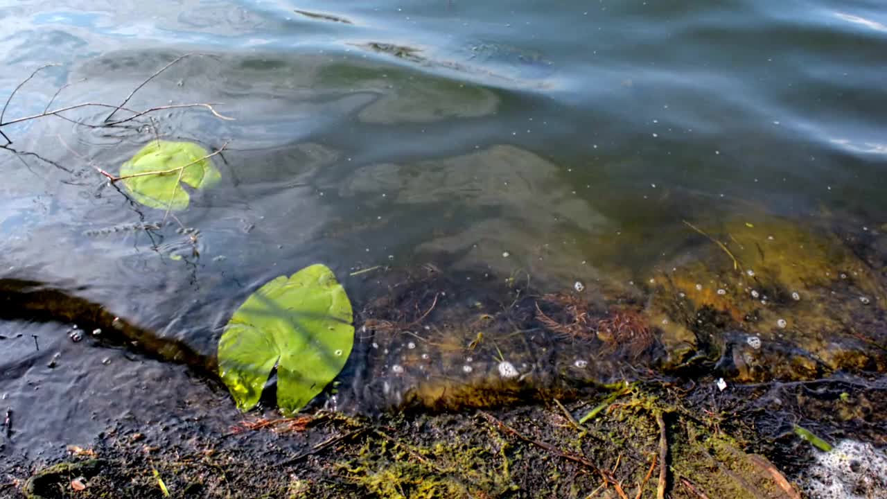 河岸。波浪在植被上荡漾。河面反射着落日的余辉。水波。特写镜头。视频下载