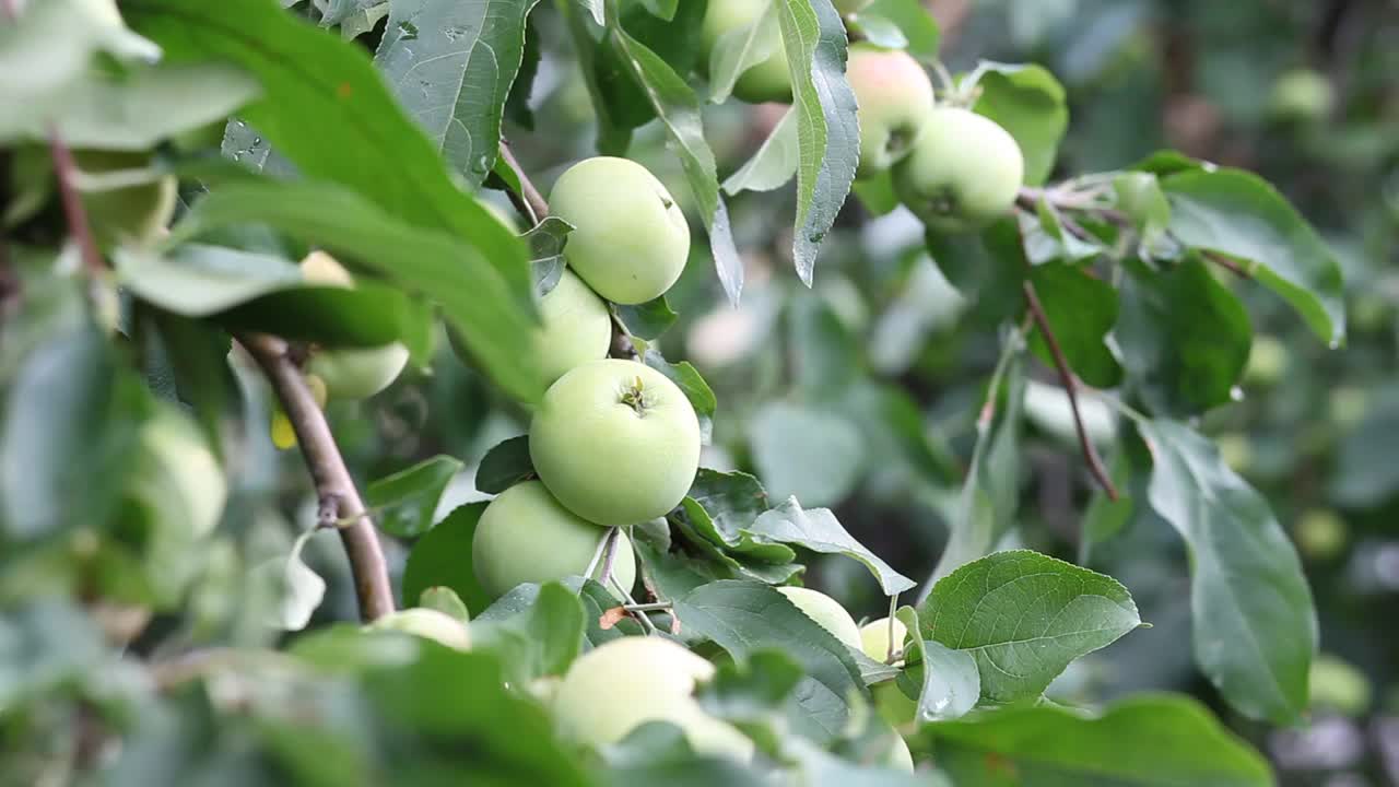 园丁女人的手触摸和采摘青苹果。视频素材