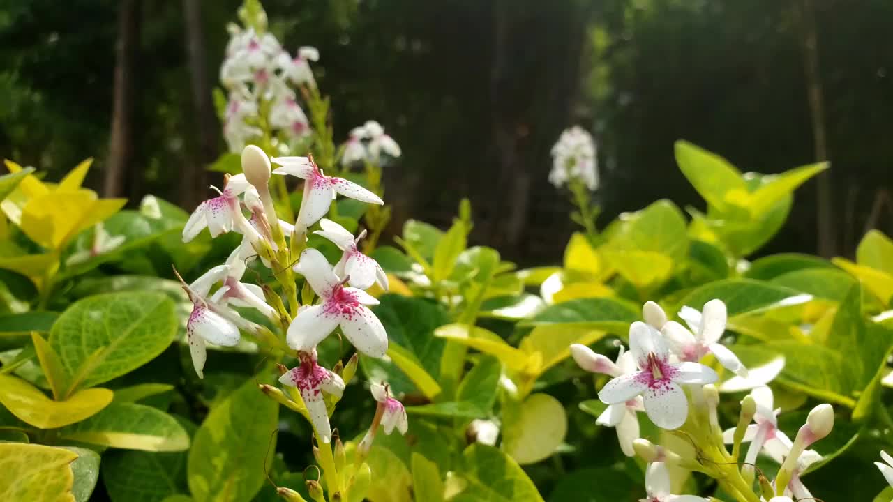 在早晨盛开的黄花视频素材