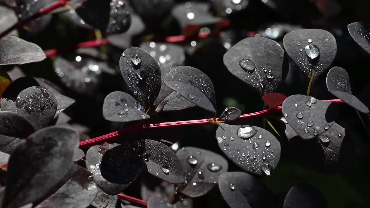 大而美丽的透明的雨水滴在紫色的叶子宏观。清晨的露珠在阳光下闪闪发光。视频素材