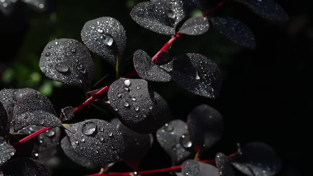 大而美丽的透明的雨水滴在紫色的叶子宏观。清晨的露珠在阳光下闪闪发光。视频素材