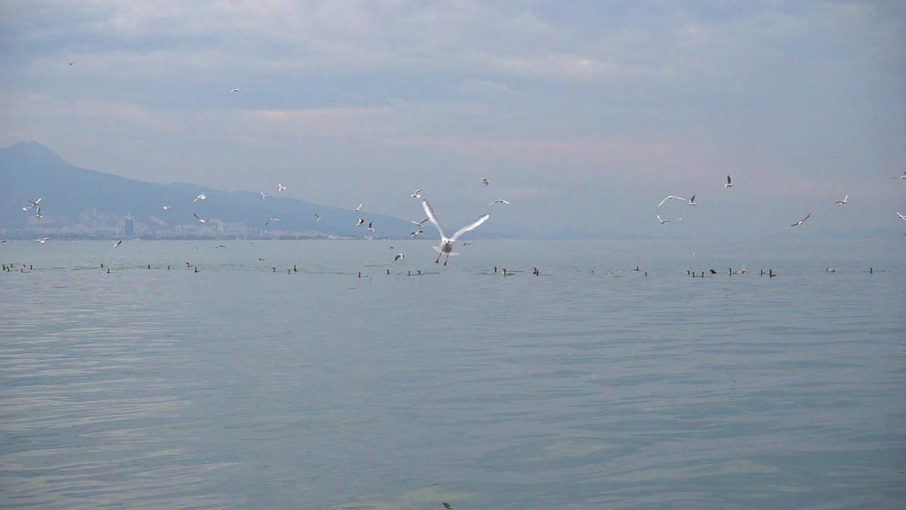 鸬鹚和海鸥在海岸上集体捕鱼视频素材