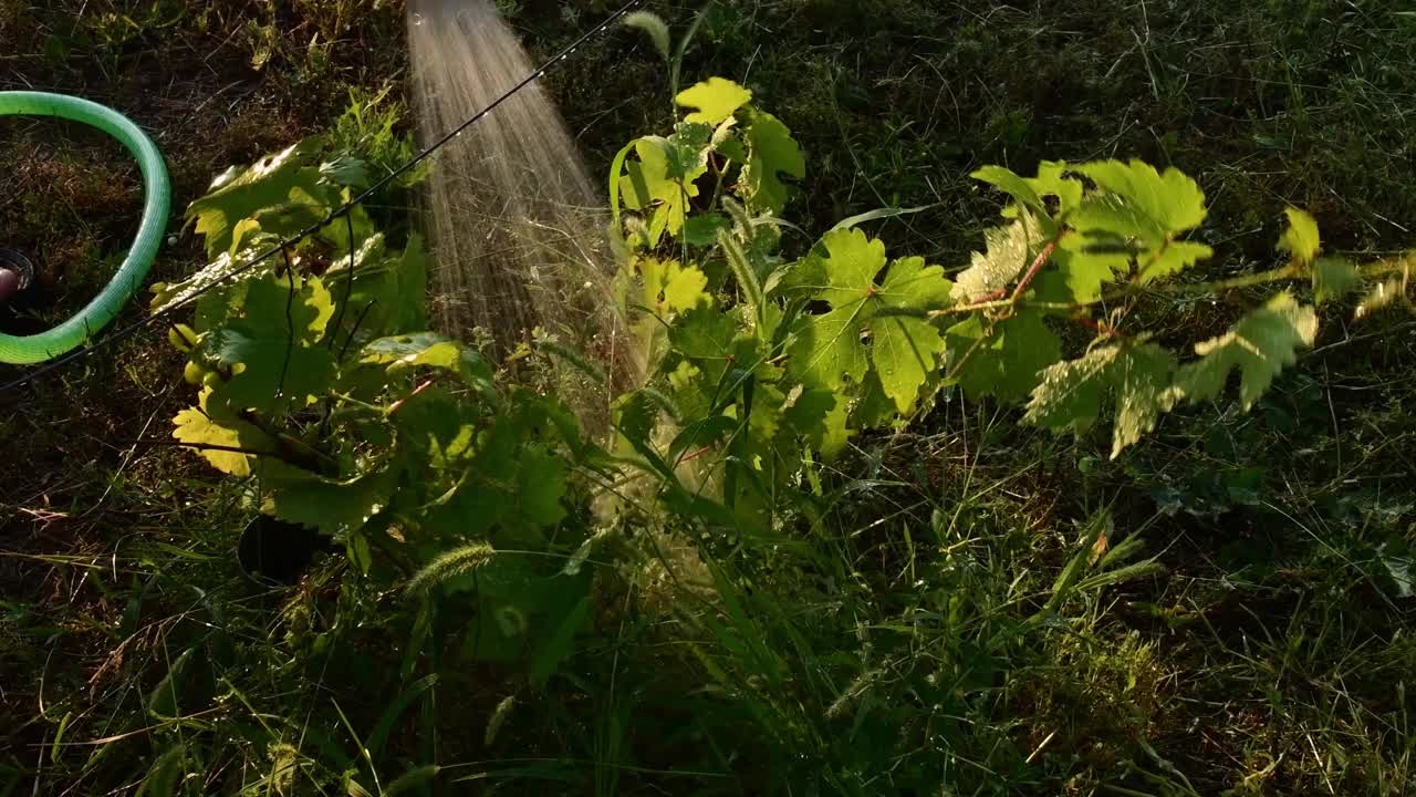 园丁手持花园软管和浇水葡萄灌木视频素材