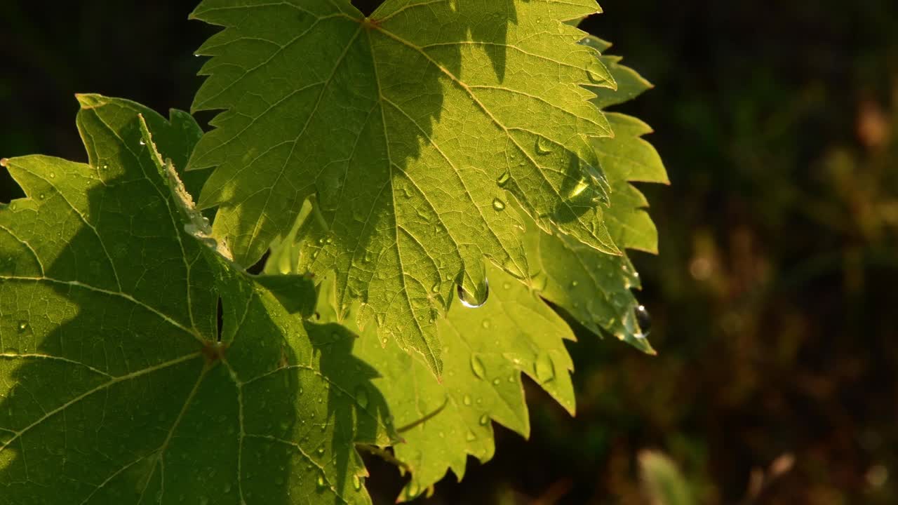 雨后，晶莹的水珠滴在新鲜的绿色葡萄叶子上视频素材