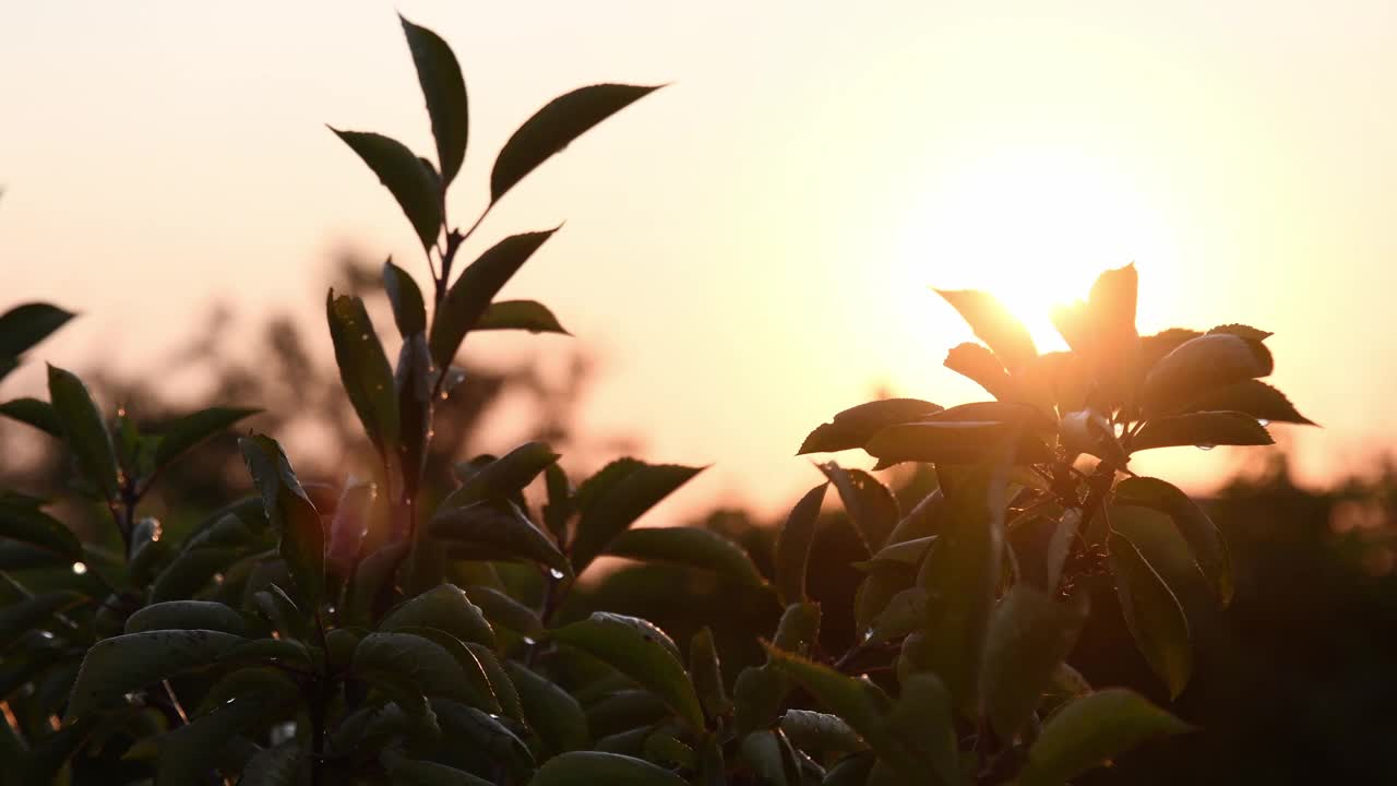 樱桃树的叶子在金色的夕阳中摇曳，伴着太阳的光芒视频素材