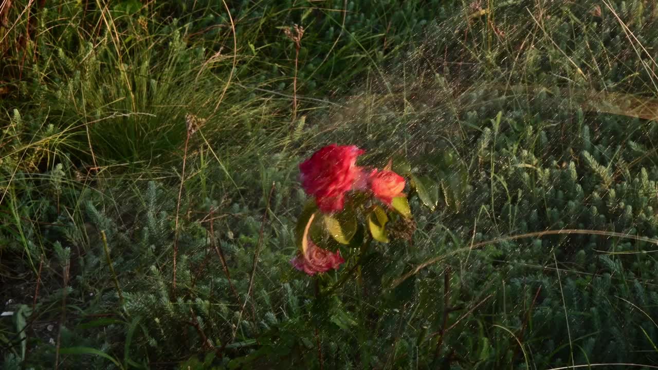 水柱冲洗着花园中橙红色的超级明星玫瑰视频素材