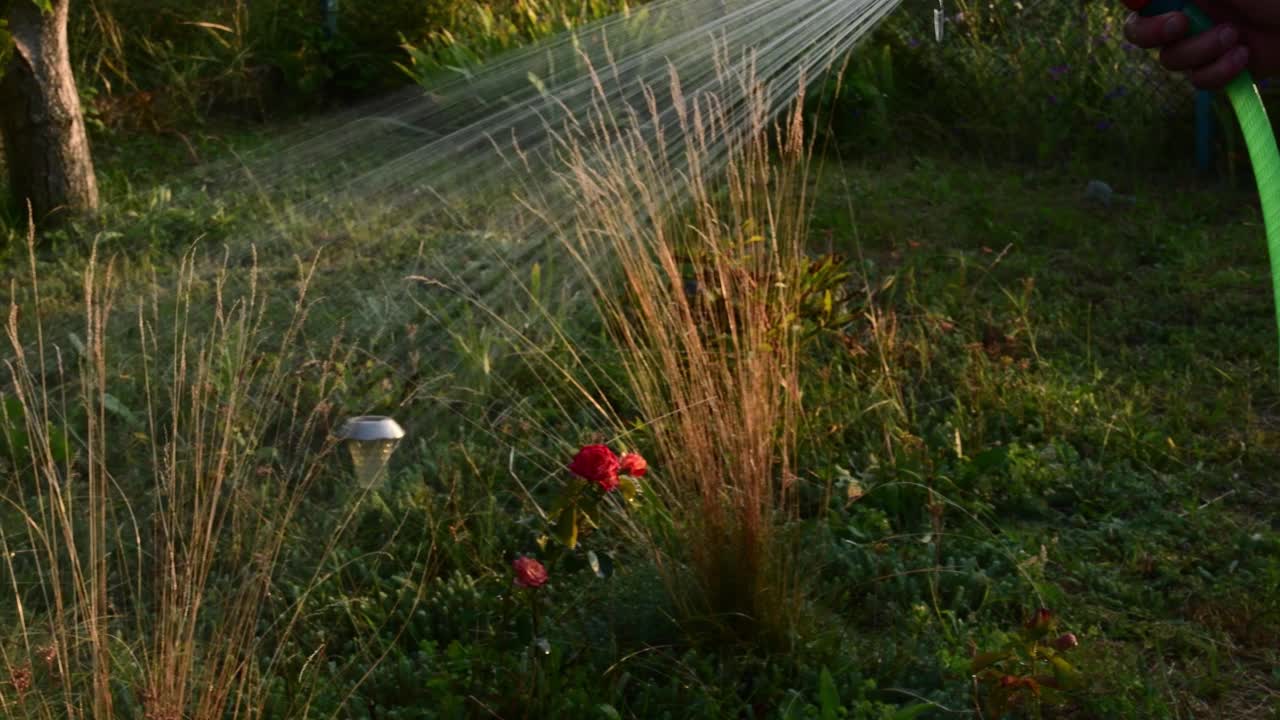 男子手持花园软管和浇灌花坛视频素材