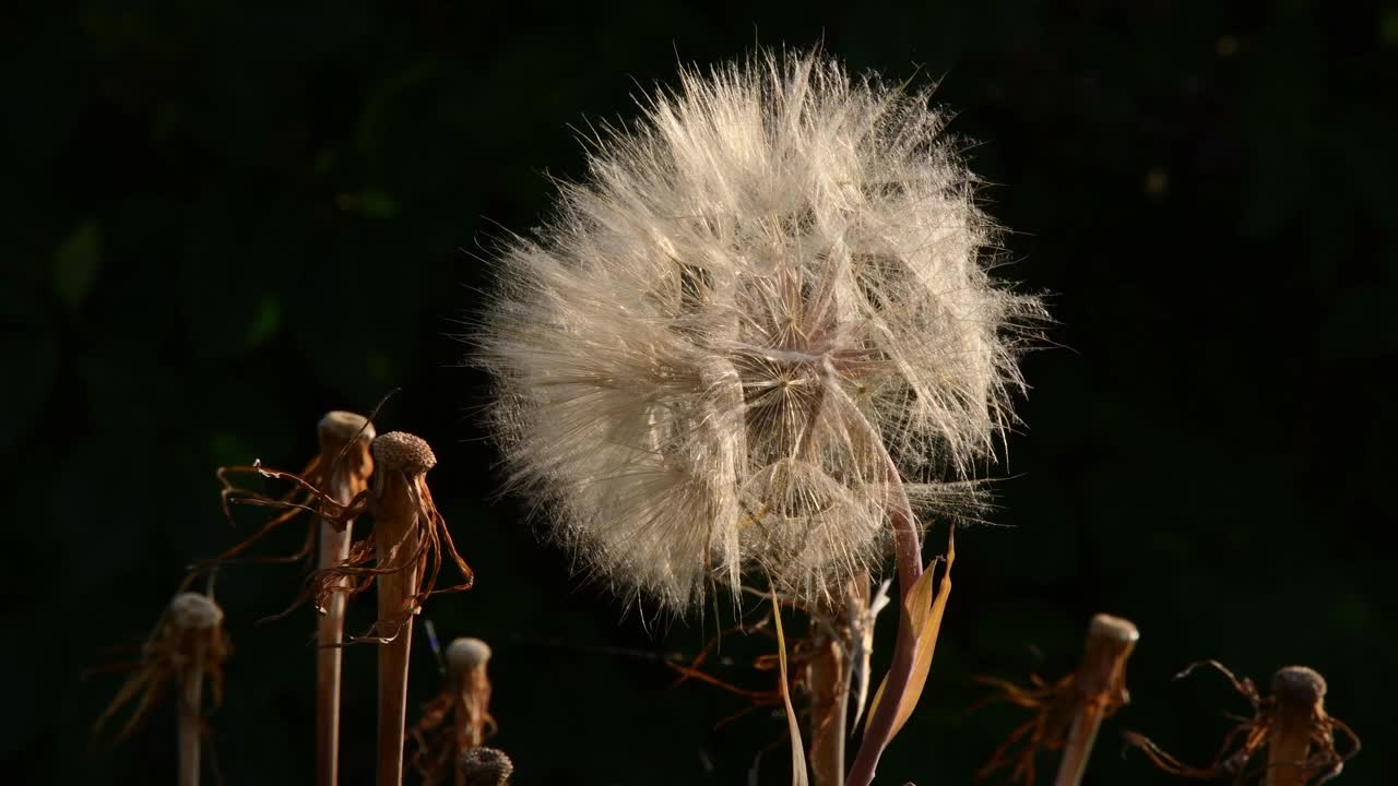 蒲公英一样的花，叫做山羊胡子视频素材