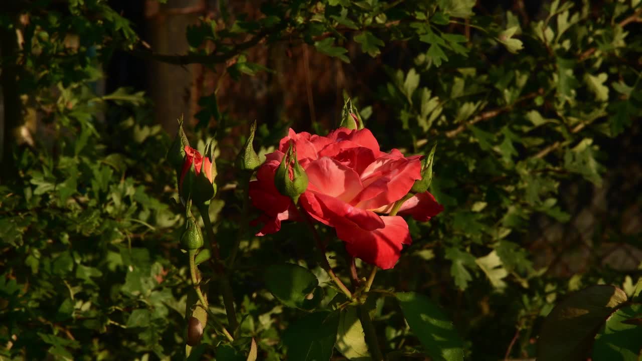 红橙花瓣的超级明星玫瑰与绿色的芽在花园里视频素材