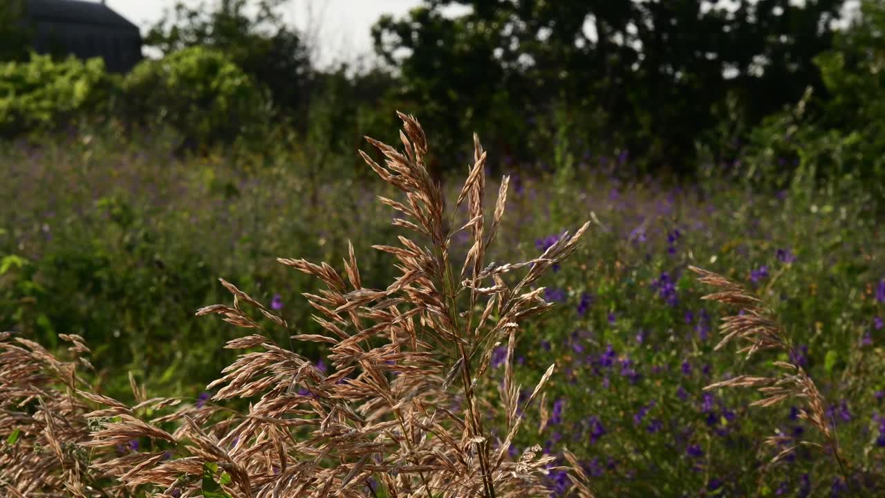 秋天的乡村背景与草籽花序随风飘扬视频素材