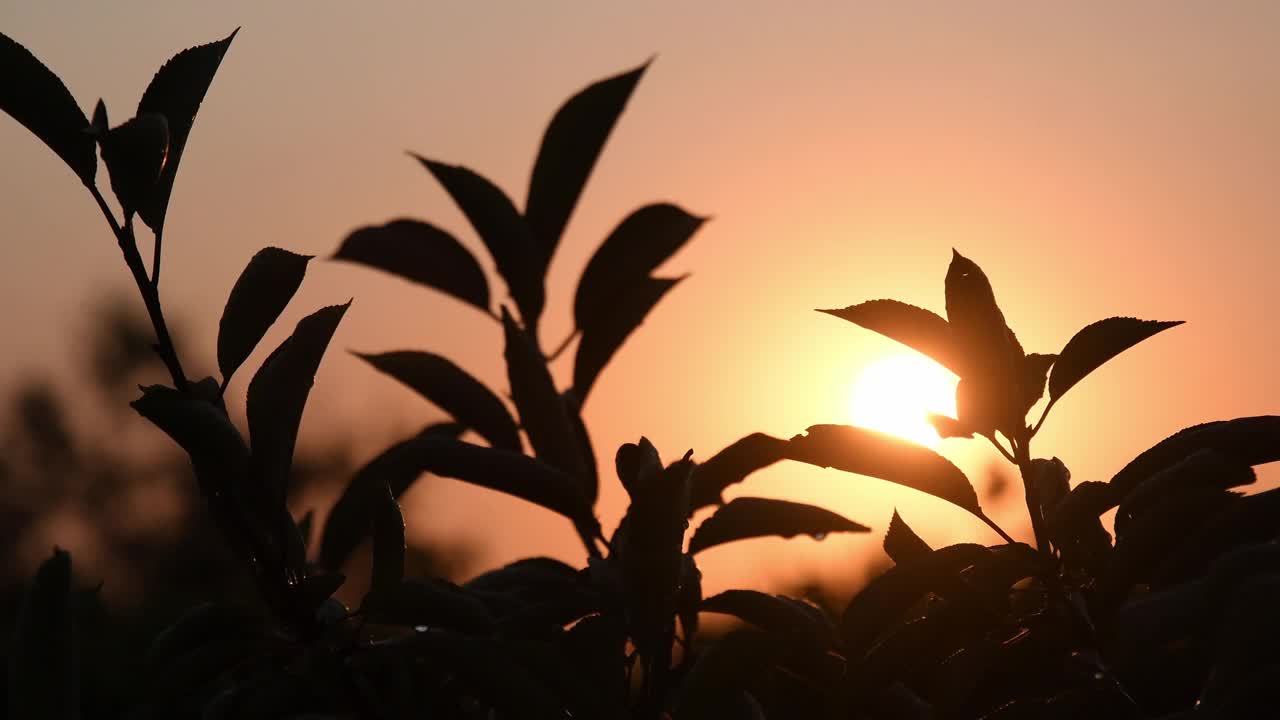 樱桃树的叶子在金色的夕阳中摇摆视频素材