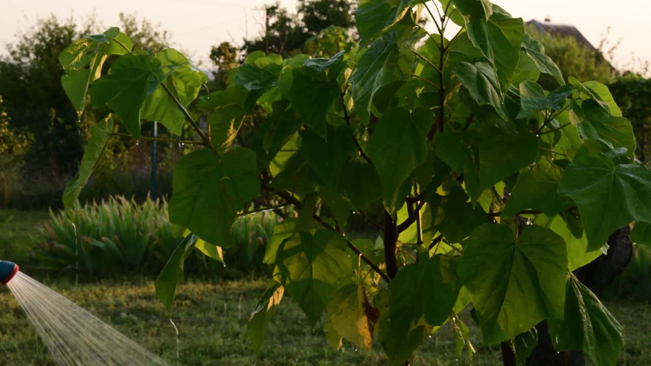 男子手持花园软管和泡桐树苗浇水视频素材