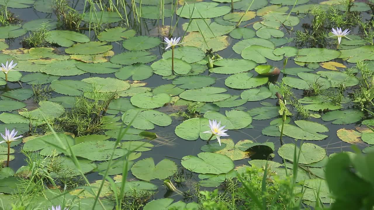 池塘中盛开的睡莲(睡莲科、睡莲、百合)。在雨季，河流和池塘里到处都是白色的睡莲。孟加拉国的国花。视频素材