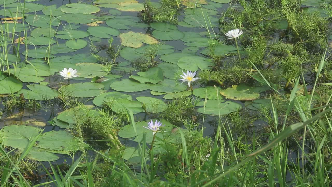 池塘中盛开的睡莲(睡莲科、睡莲、百合)。在雨季，河流和池塘里到处都是白色的睡莲。孟加拉国的国花。视频素材