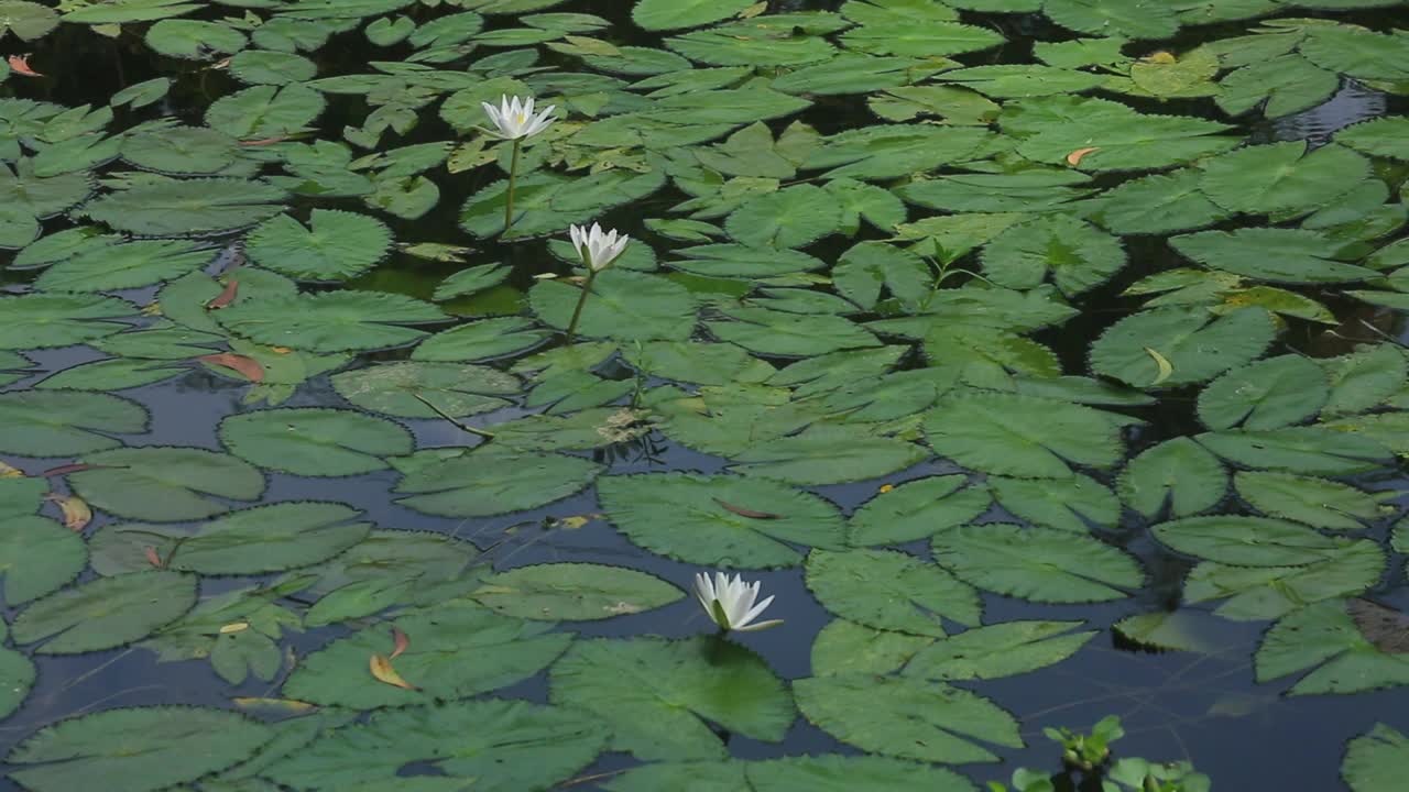 池塘中盛开的睡莲(睡莲科、睡莲、百合)。在雨季，河流和池塘里到处都是白色的睡莲。孟加拉国的国花。视频素材