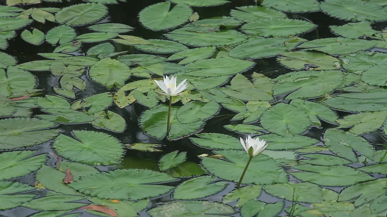 池塘中盛开的睡莲(睡莲科、睡莲、百合)。在雨季，河流和池塘里到处都是白色的睡莲。孟加拉国的国花。视频素材