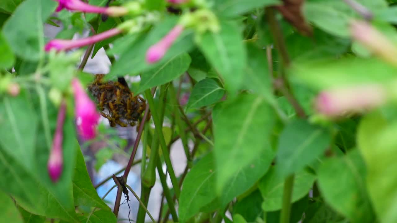 亚洲黄纸黄蜂正在小花园的灌木丛中筑巢。棕黄色的纸黄蜂在花园里筑巢活动。视频素材