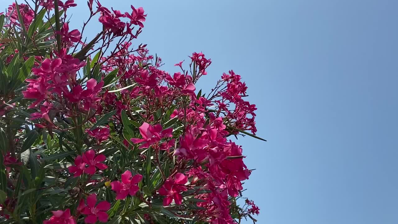 美丽的粉红夹竹桃花和郁郁葱葱的热带植物映衬着蓝天。视频素材