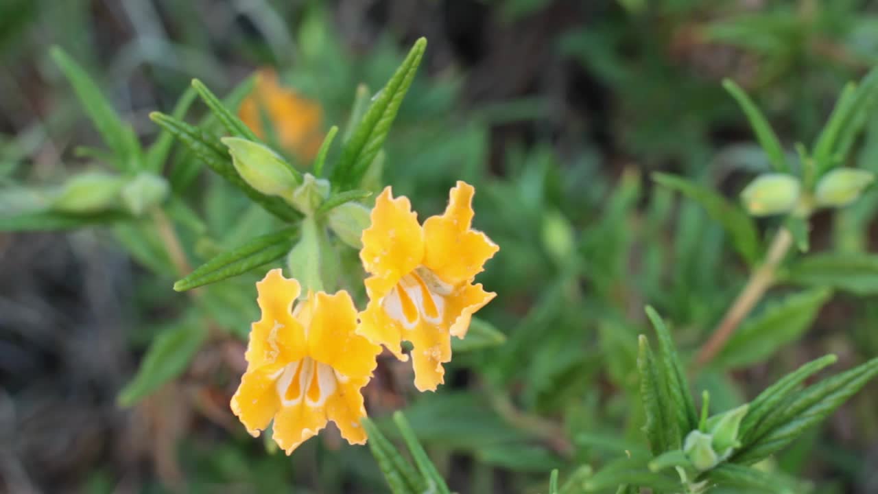 长花Diplacus longiflorus bloom - red rock cp mrca - 041921 v视频素材