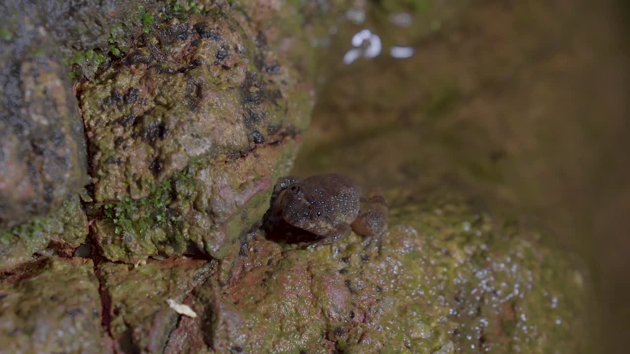 库尔溪蛙(Limnonectes kuhlii)坐在岩石附近的山溪溪水在森林中流动。关闭了。马来西亚热带雨林国家公园的夜间狩猎视频素材