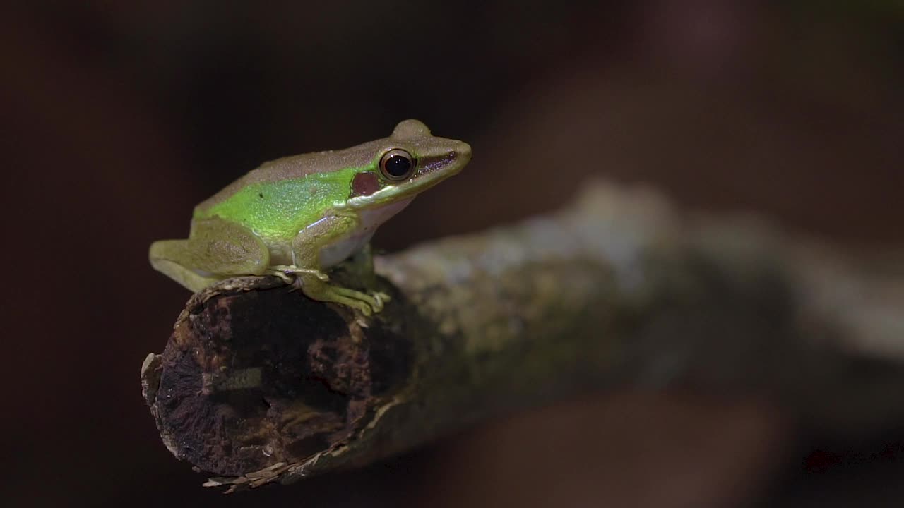 马来亚白唇树蛙(Chalcorana labialis)从丛林的树枝上跳了出来。热带雨林的夜间狩猎。关闭了。缓慢的运动。视频素材