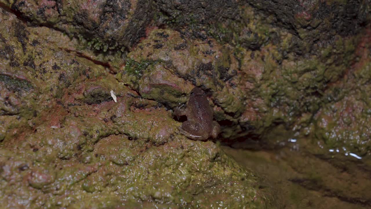 库尔溪蛙(Limnonectes kuhlii)坐在岩石附近的山溪溪水在森林中流动。关闭了。马来西亚热带雨林国家公园的夜间狩猎视频素材