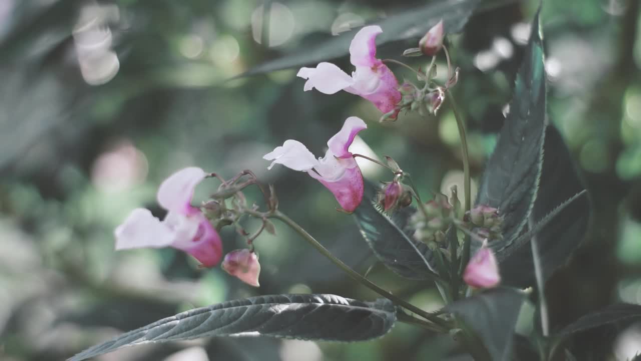 粉红色的花和蓝色的草的花园。美丽的视频花园的花。视频素材