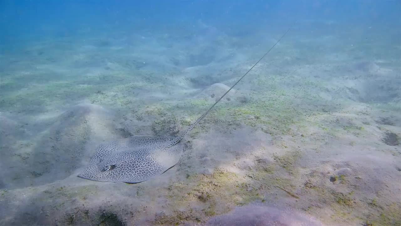 红海的网状鞭或蜂窝黄貂鱼(Himantura uarnak) - Marsa Alam -埃及视频下载