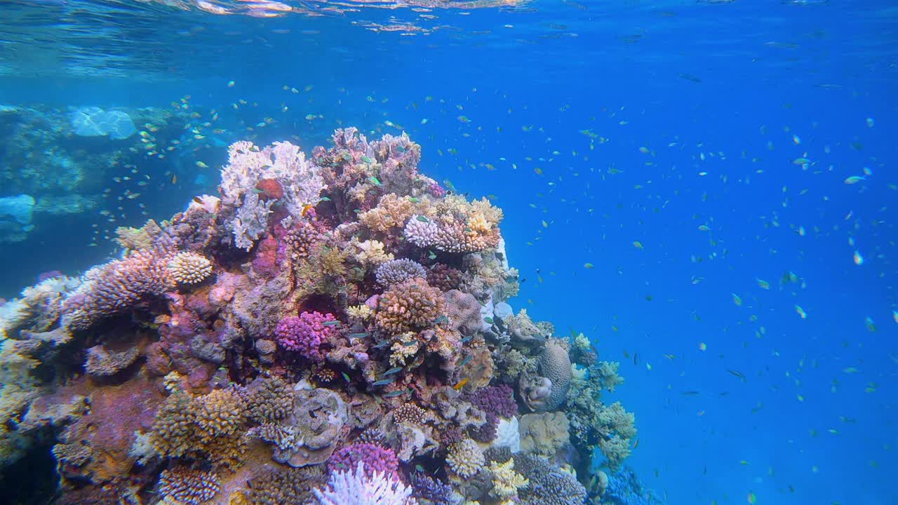 在美丽的珊瑚礁上有许多小型热带鱼的海洋生物，Chromis viridis(绿色Chromis)在红海- Marsa Alam -埃及视频下载