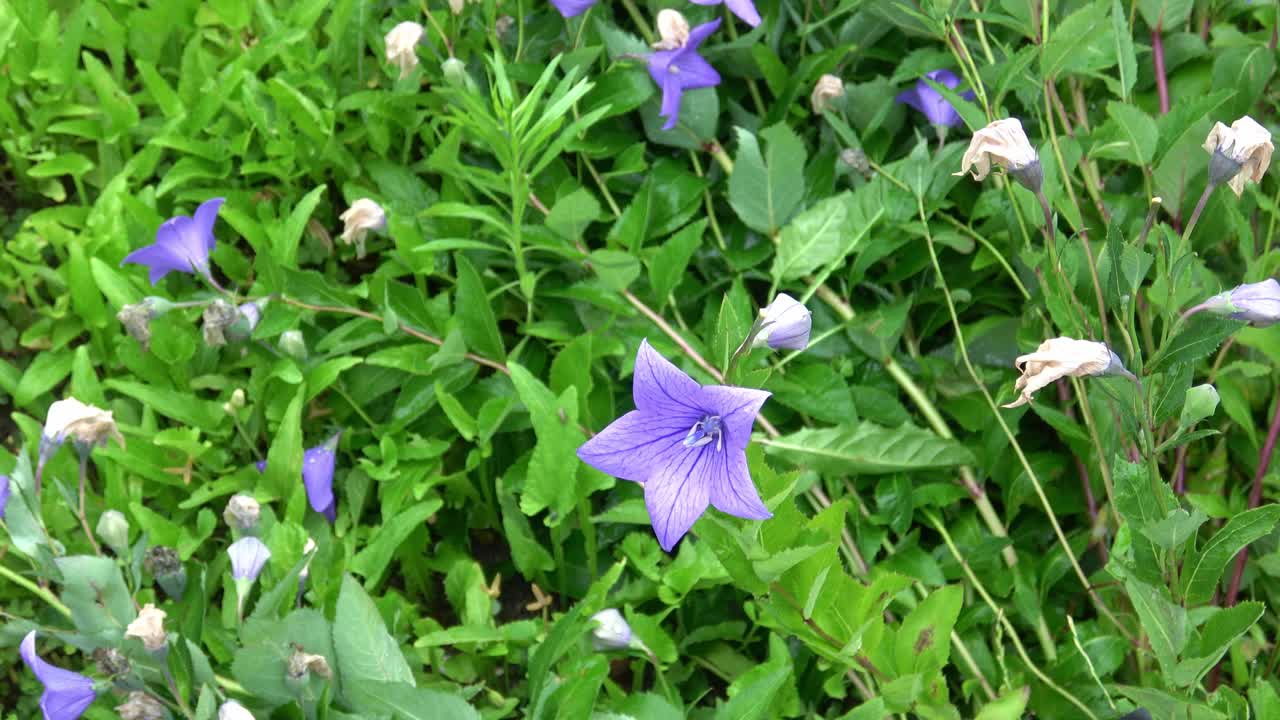 花蓝铃花，风铃花сampanula，特写。在花园里盛开着蓝色桔梗。草药视频素材