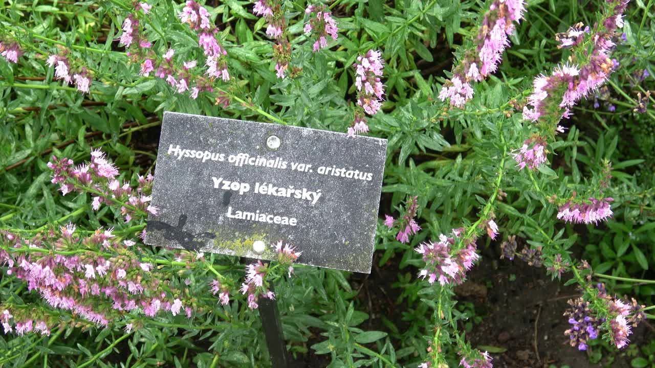 牛膝草，又称牛膝草，是一种草本开花植物，用于传统医药和烹饪，也用于养蜂人生产丰富的芳香蜂蜜视频素材