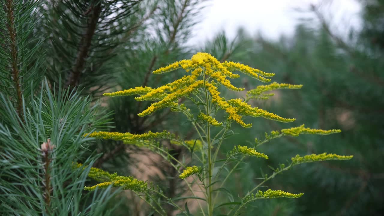 一枝黄花-野花，也叫黄花视频素材